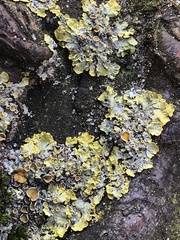 Xanthoria parietina