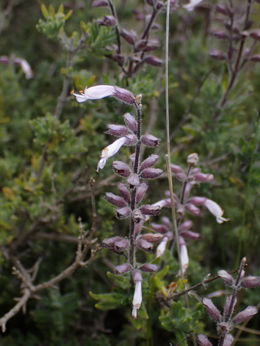 White Sagebush (Syncolostemon albiflorus)