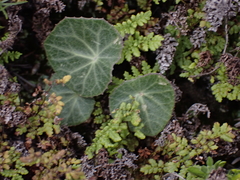 Senecio oxyriifolius, photograph (c) Andrew Hankey, some rights reserved (CC BY-SA)