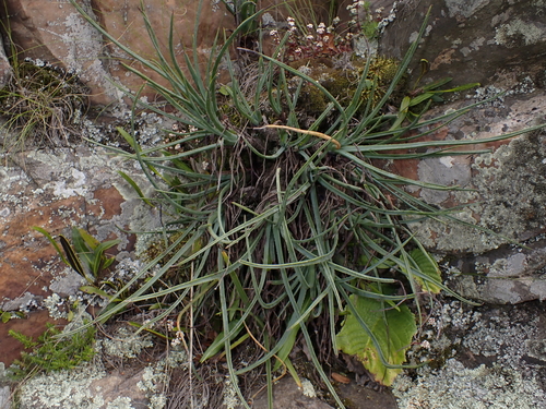 Heath Grass Aloe (Aloe chortolirioides)