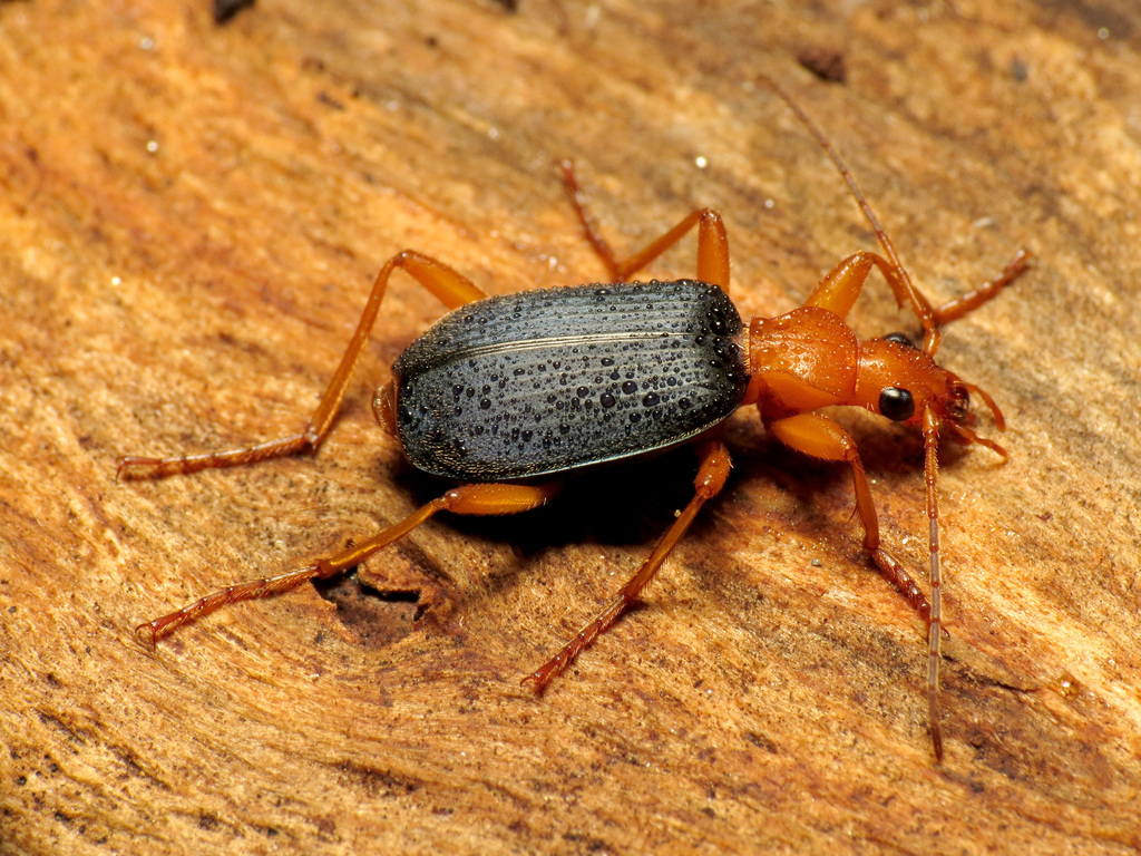 Bombardier Beetles from Washington, District of Columbia, United States
