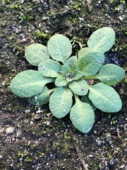 Brassicaceae