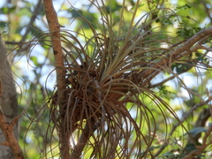 Tillandsia exserta