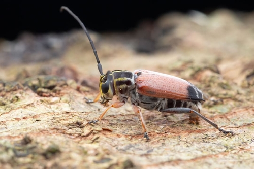 Kapok Longhorned Borer