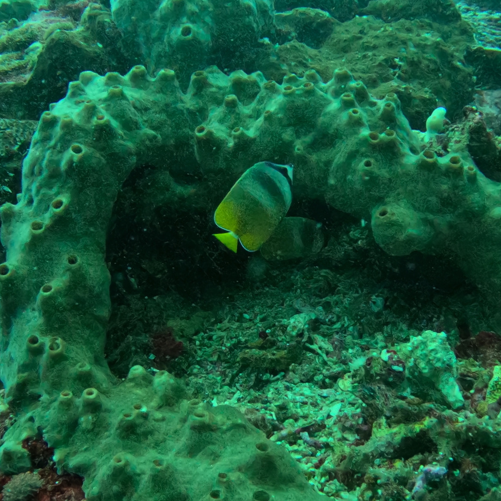 Blacklip Butterflyfish (Chaetodon kleinii)