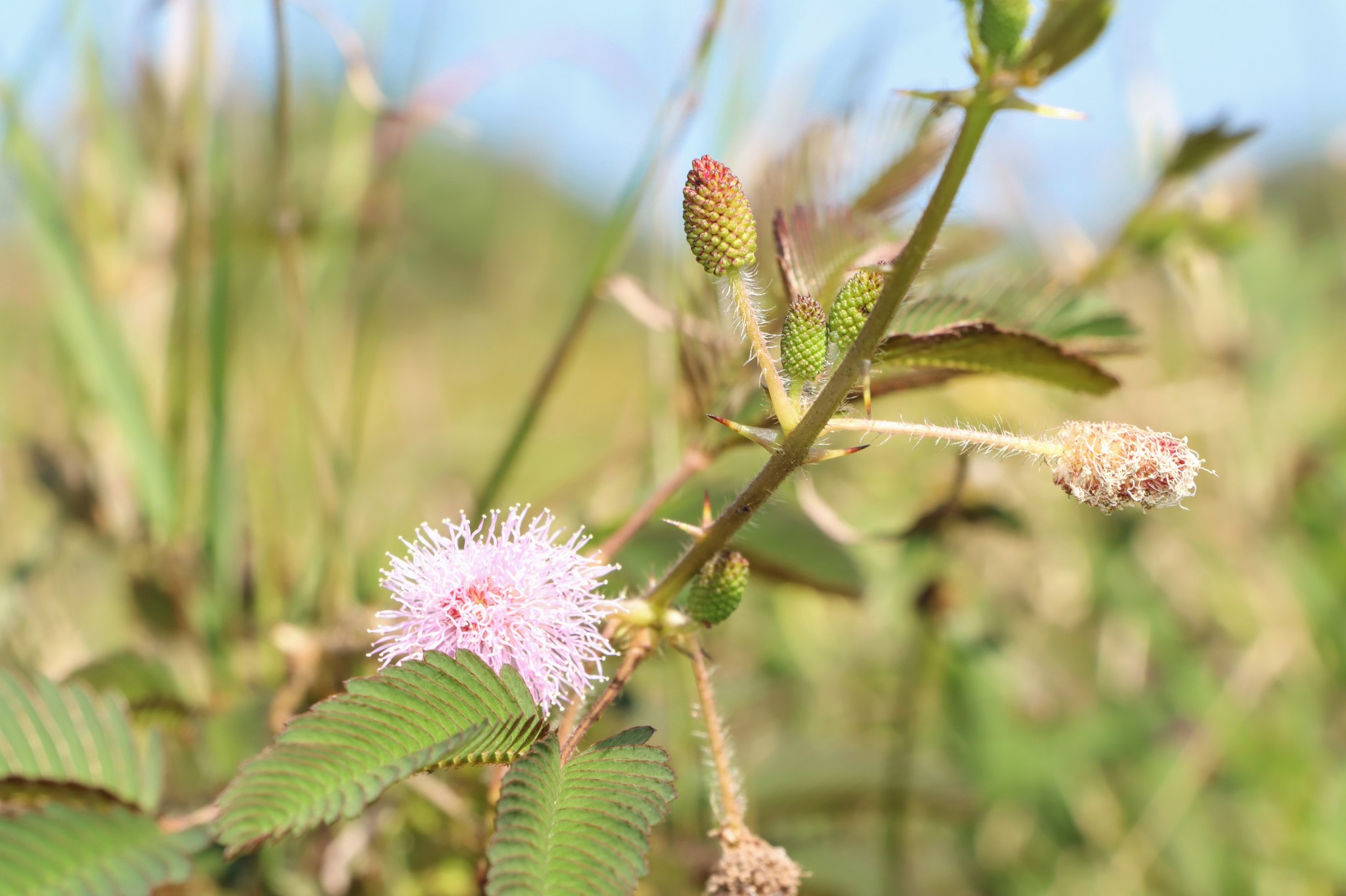 Humble Plant (Variety Mimosa pudica hispida)  iNaturalist