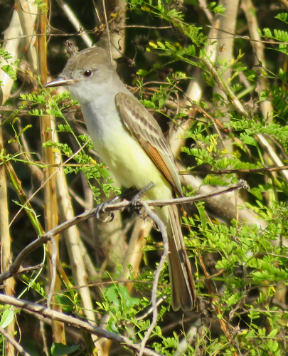 Ash-throated Flycatcher (Myiarchus cinerascens)
