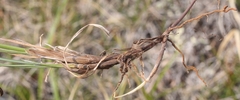 Carex rariflora