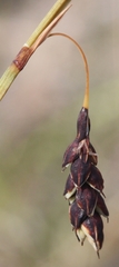 Carex rariflora