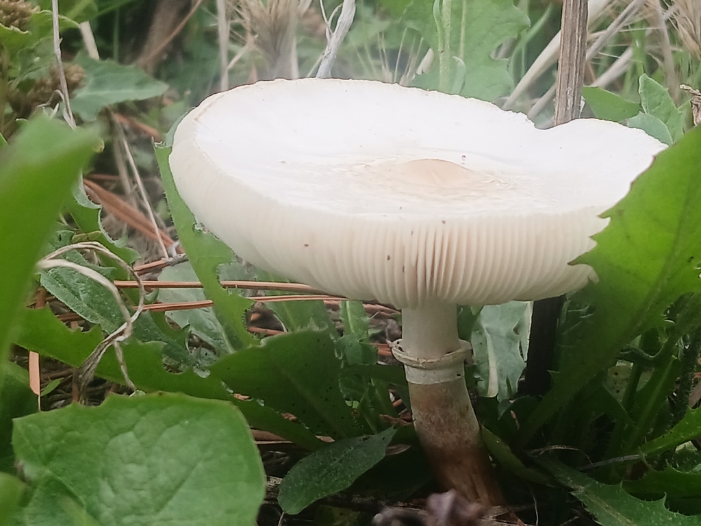 Leucocoprinus leucothites · January 2026 · photo: © claire_grace83 (iNaturalist, cc-by)