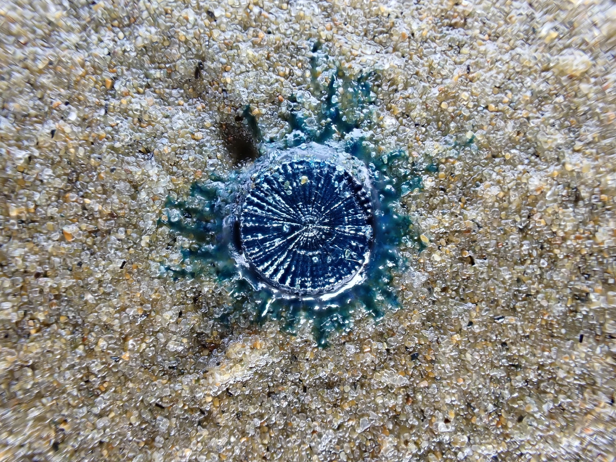 Porpita porpita (Linnaeus, 1758)