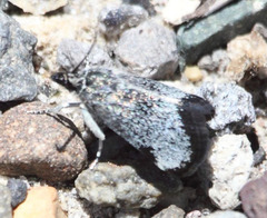 Odontiinae