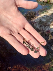 Chaetomorpha spiralis