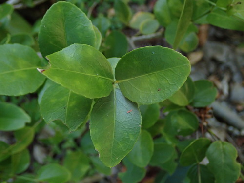 Image of Crossopetalum rhacoma by (c) Daniel Cahen, some rights reserved (CC BY)
