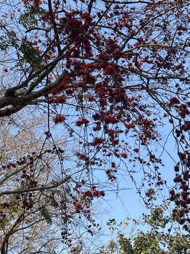 Barnebydendron riedelii