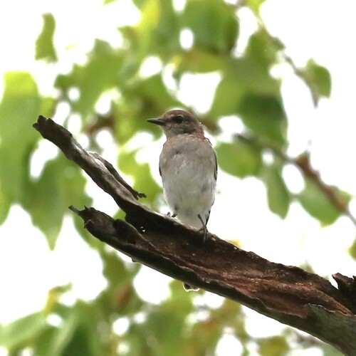 Jacky Winter (Microeca fascinans)