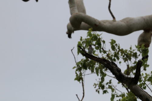 Jacky Winter (Microeca fascinans), photo 2