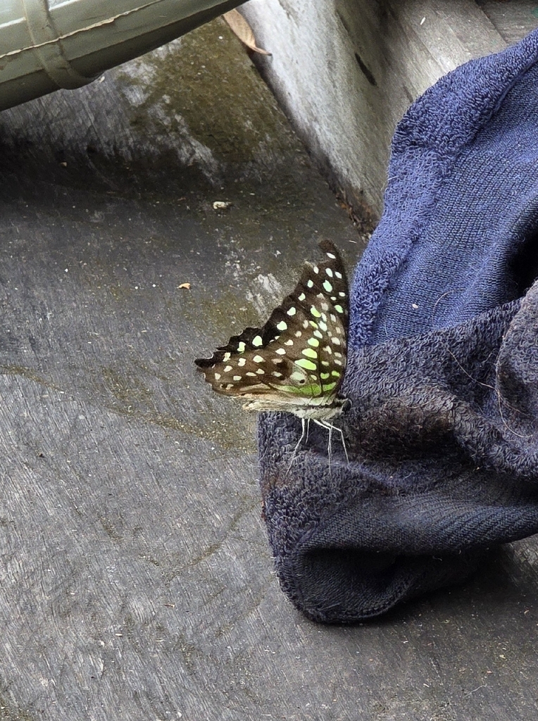 Green-spotted Triangle Butterfly (Graphium agamemnon)
