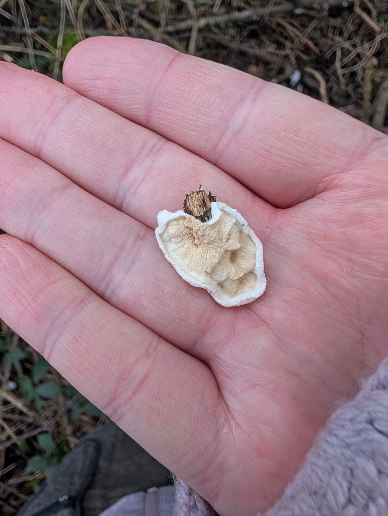 Byssomerulius corium · January 2026 · photo: © heather-hyfae (iNaturalist, cc-by)