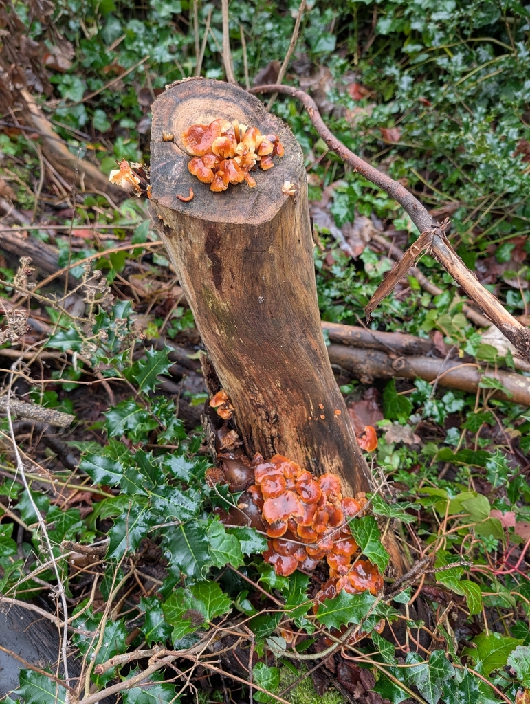 Flammulina · January 2026 · photo: © heather-hyfae (iNaturalist, cc-by)