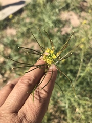 Sisymbrium irio