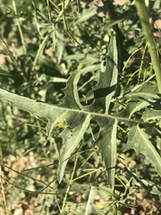 Sisymbrium irio