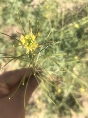 Sisymbrium irio