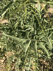 Sisymbrium irio