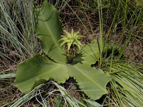 Eucomis montana