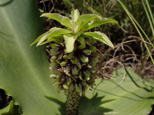 Eucomis montana