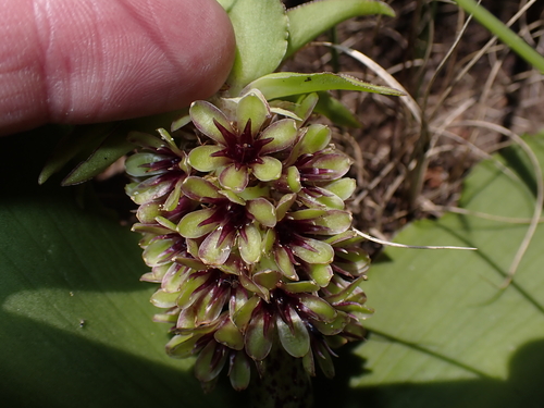 Eucomis montana