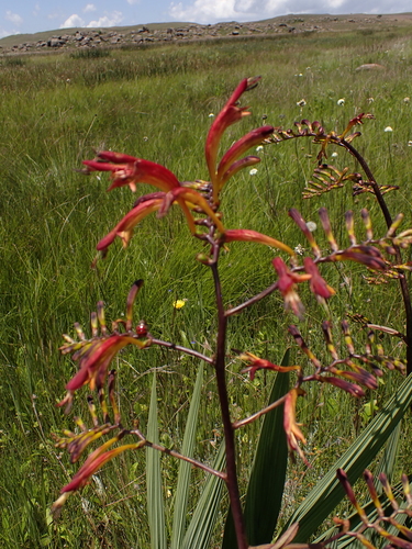 Crocosmia paniculata