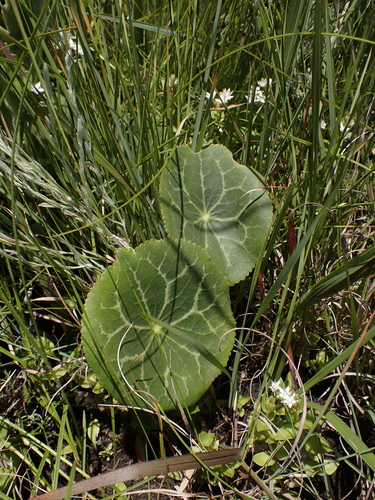 Drakensberg Buttercup (Peltocalathos baurii)