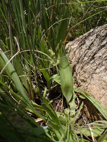 Cooper’s African hyacinth (Ledebouria cooperi)