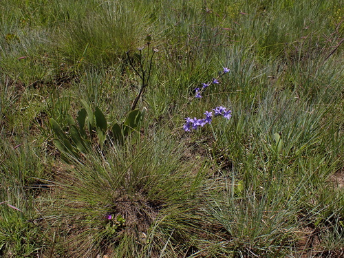 Fairy Bellflower (Wahlenbergia krebsii)