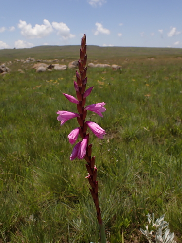 Maroon Watsonia (Watsonia pulchra)