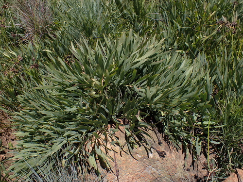 Dainty Sugarbush (Protea parvula)