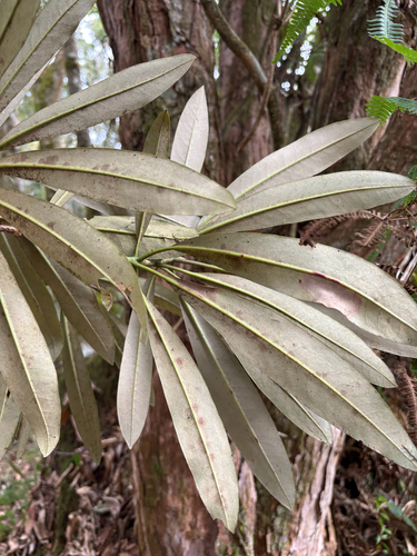 Formosan rhododendron (Rhododendron formosanum)