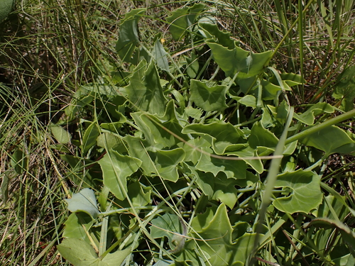 Senecio oxyriifolius, photograph 3