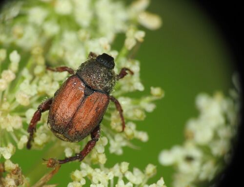Hoplia pubicollis