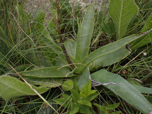 Ecklon's aloe (Aloe ecklonis)