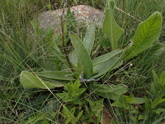 Aloe ecklonis, photograph (c) Andrew Hankey, some rights reserved (CC BY-SA)