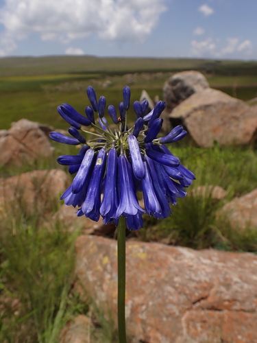 drooping agapanthus (Agapanthus inapertus)