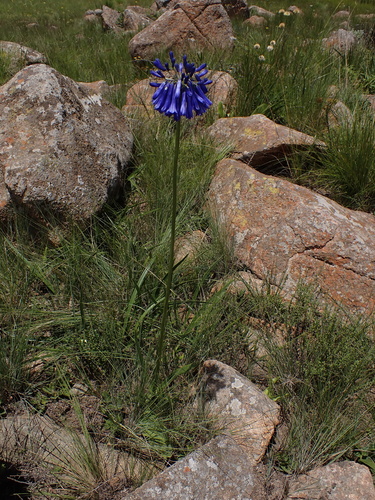 Agapanthus inapertus, photograph 2