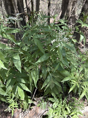 Sambucus gaudichaudiana (Sambucus gaudichaudiana)