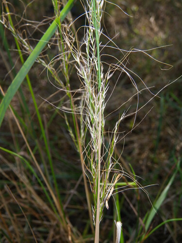Austrostipa verticillata, photograph 1