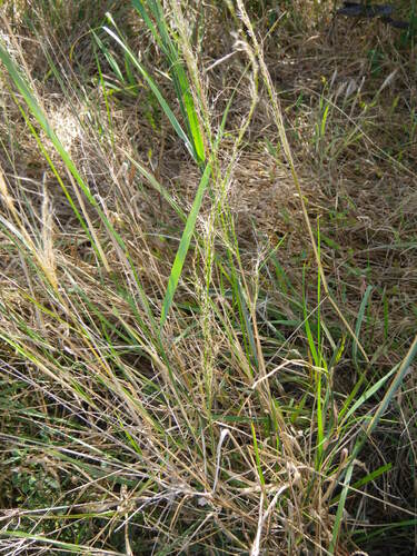 Austrostipa verticillata, photograph 2
