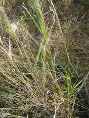 Austrostipa verticillata, photograph (c) Lachlan Copeland, some rights reserved (CC BY-SA)