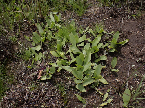 fairy African hyacinth (Ledebouria sandersonii)