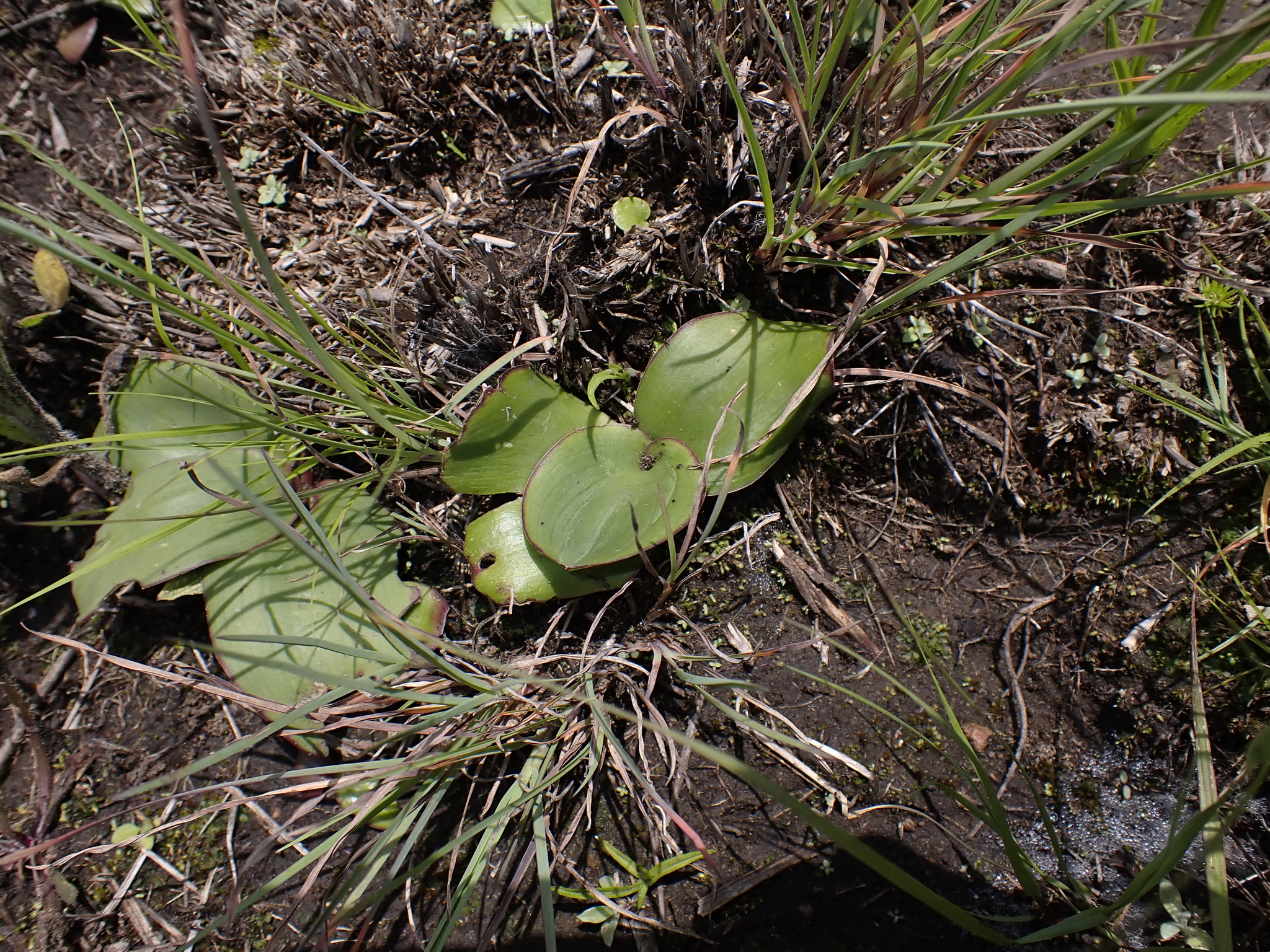 Cloud African Hyacinth (Ledebouria altopaludosa)